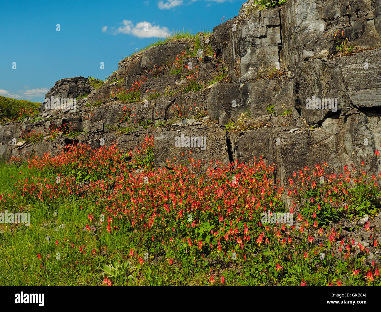 Aquilegia alpina, Crown Point State Park, Crown Point, New York, Stati Uniti d'America Foto Stock