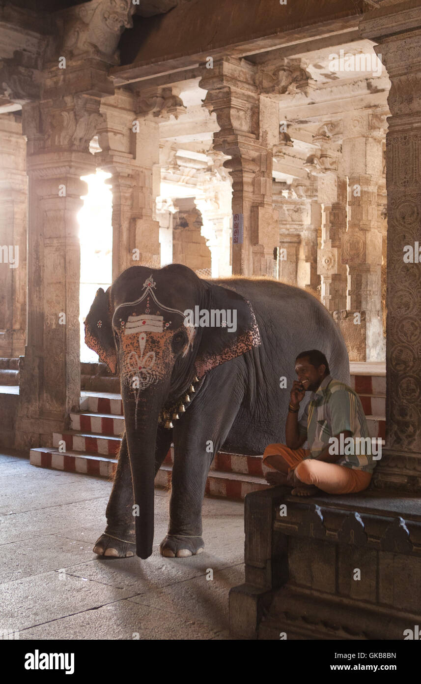 Tempio elephant,Jambukeshwara tempio indù - Titruvanaikoil ,Tiruchirappalli, Trichy,viaggio india - India 2014 - Tiruchirapa Foto Stock