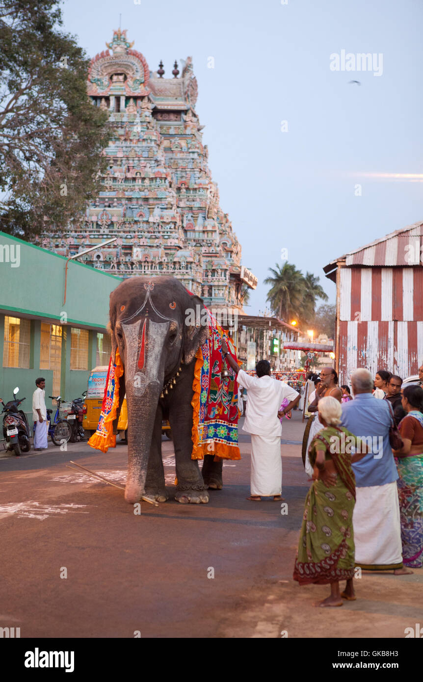 Dipinto di elefante in processione indù in Tiruchirappalli,Tamil Nadu, India. Foto Stock