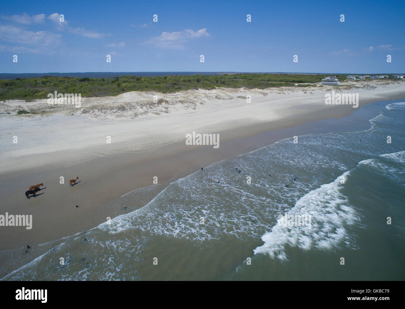 Antenna di cavalli selvaggi sulla spiaggia in Carolina del Nord Foto Stock