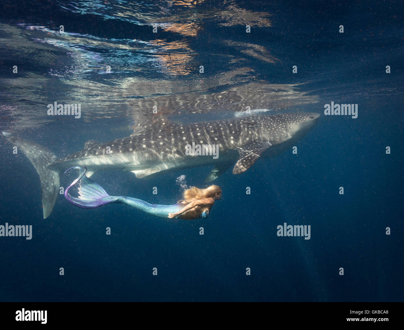 Blonde mermaid nuoto con un squalo balena al largo off Isla Mujeres, Messico Foto Stock