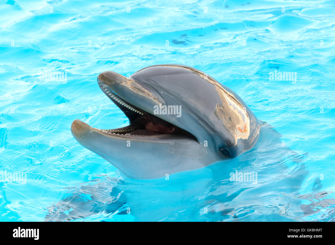 Mammifero blu dolphin Foto Stock