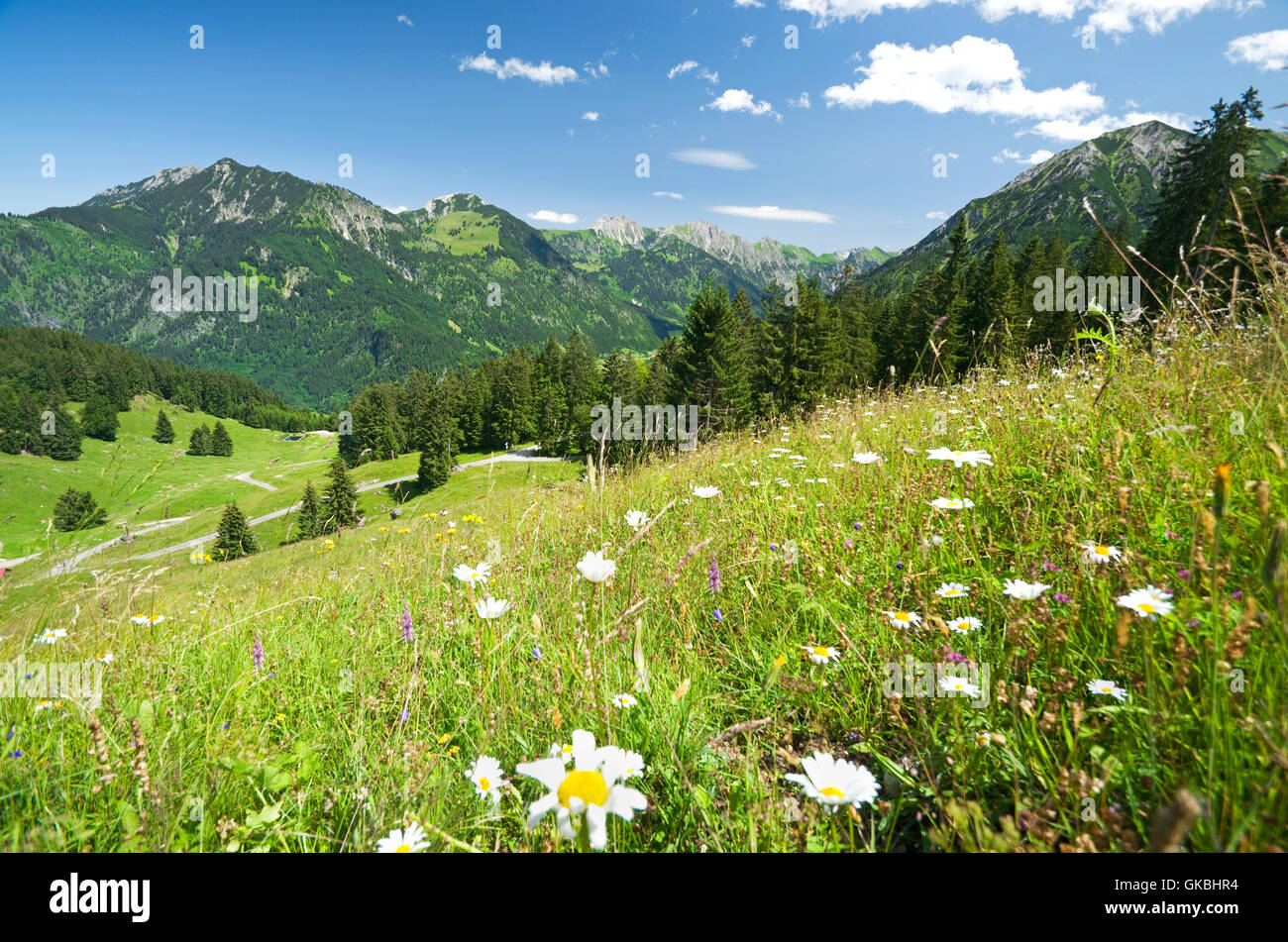 Prato alpino in Germania Foto Stock