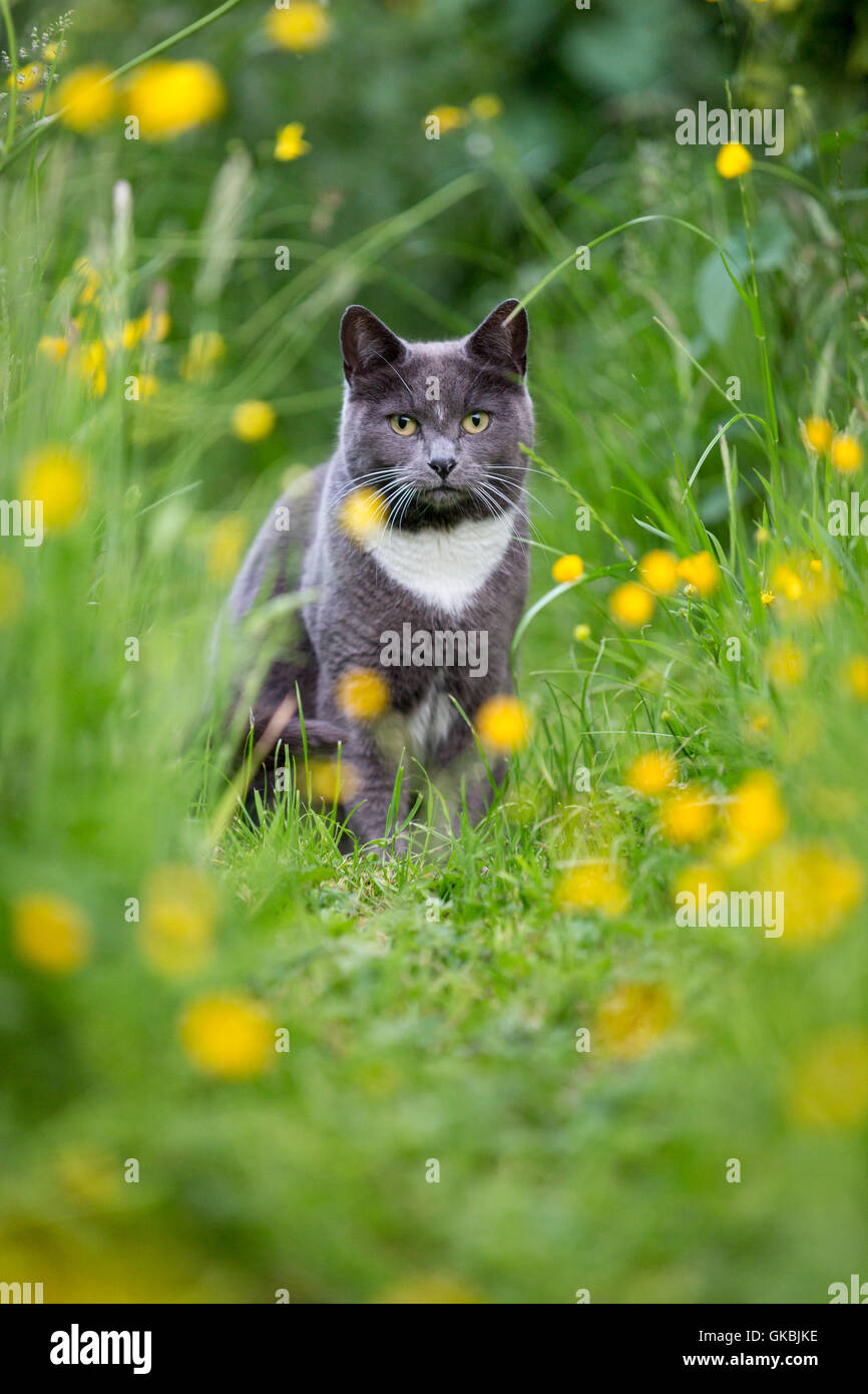 Un gatto guarda lo spettatore attraverso erba lunga disseminata di renoncules Foto Stock