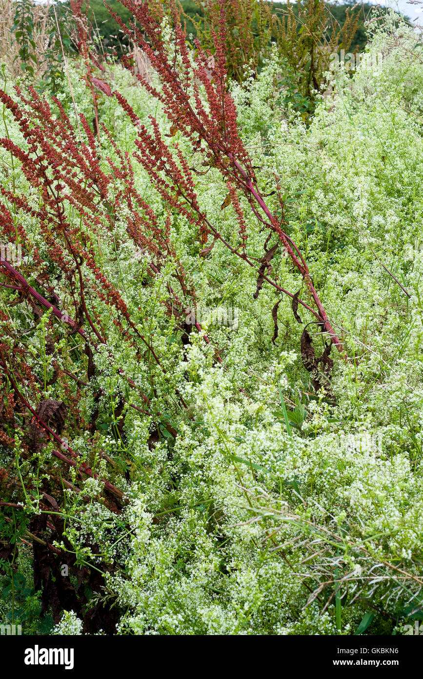 Siepe di piante e fiori Foto Stock