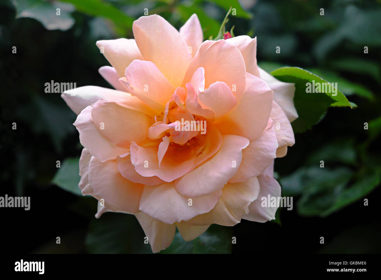 Bella rosa rosa su uno sfondo naturale di foglie verdi e fogliame Foto Stock