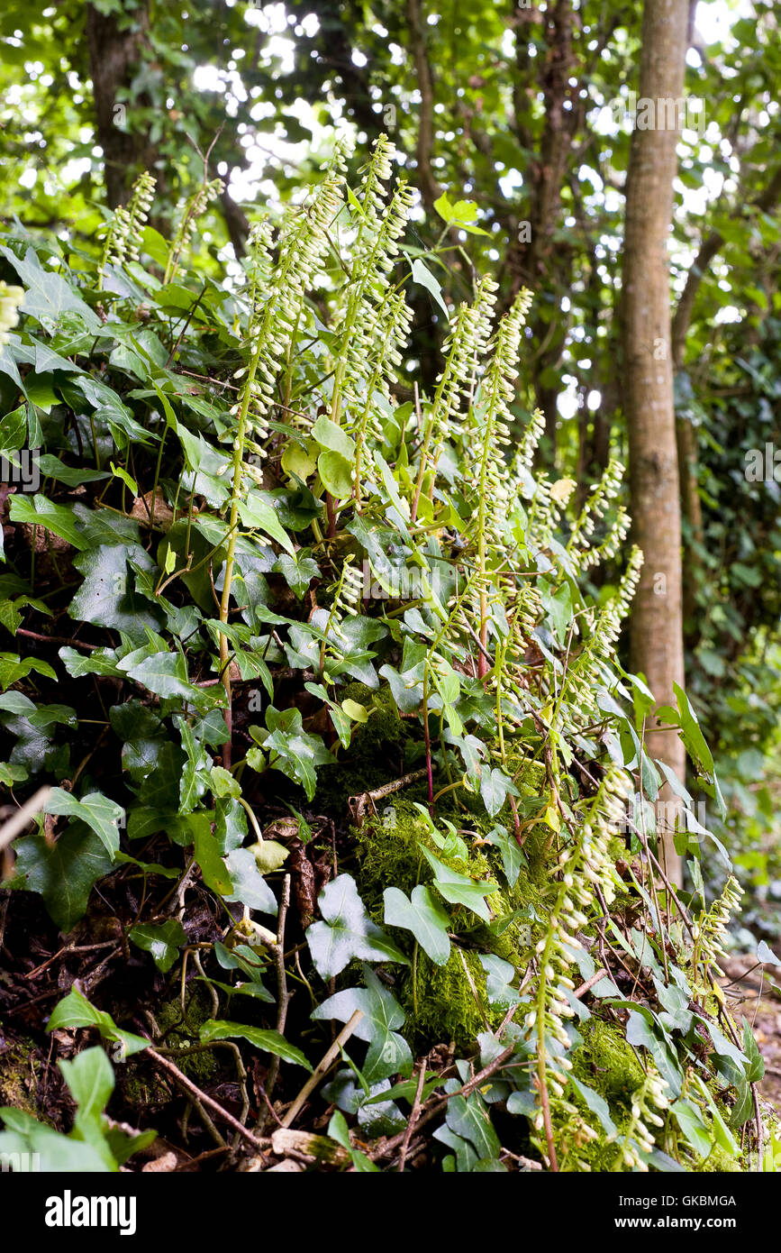 Woodland bankside con centella Foto Stock