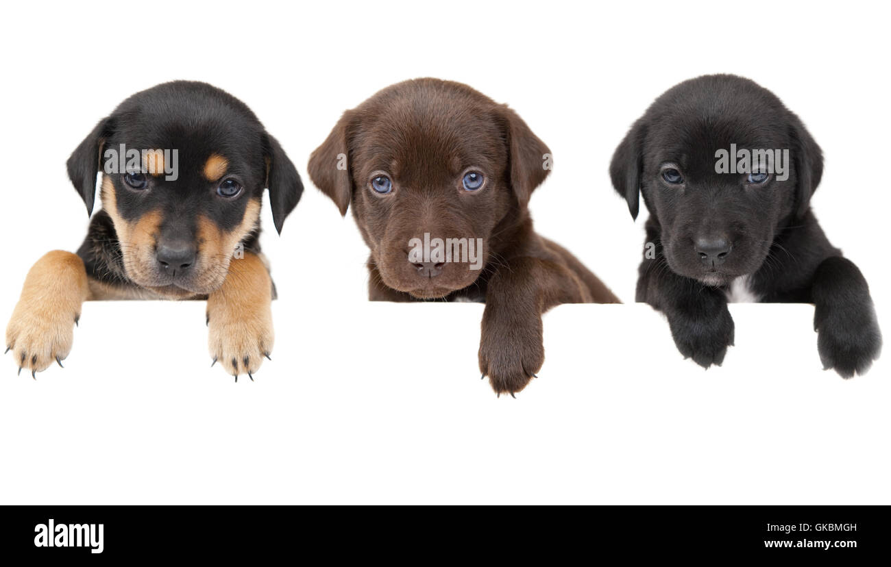 I cuccioli whelps pupies Foto Stock