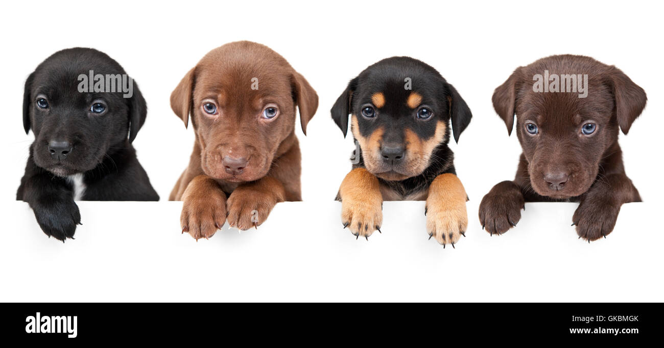 I cuccioli whelps pupies Foto Stock