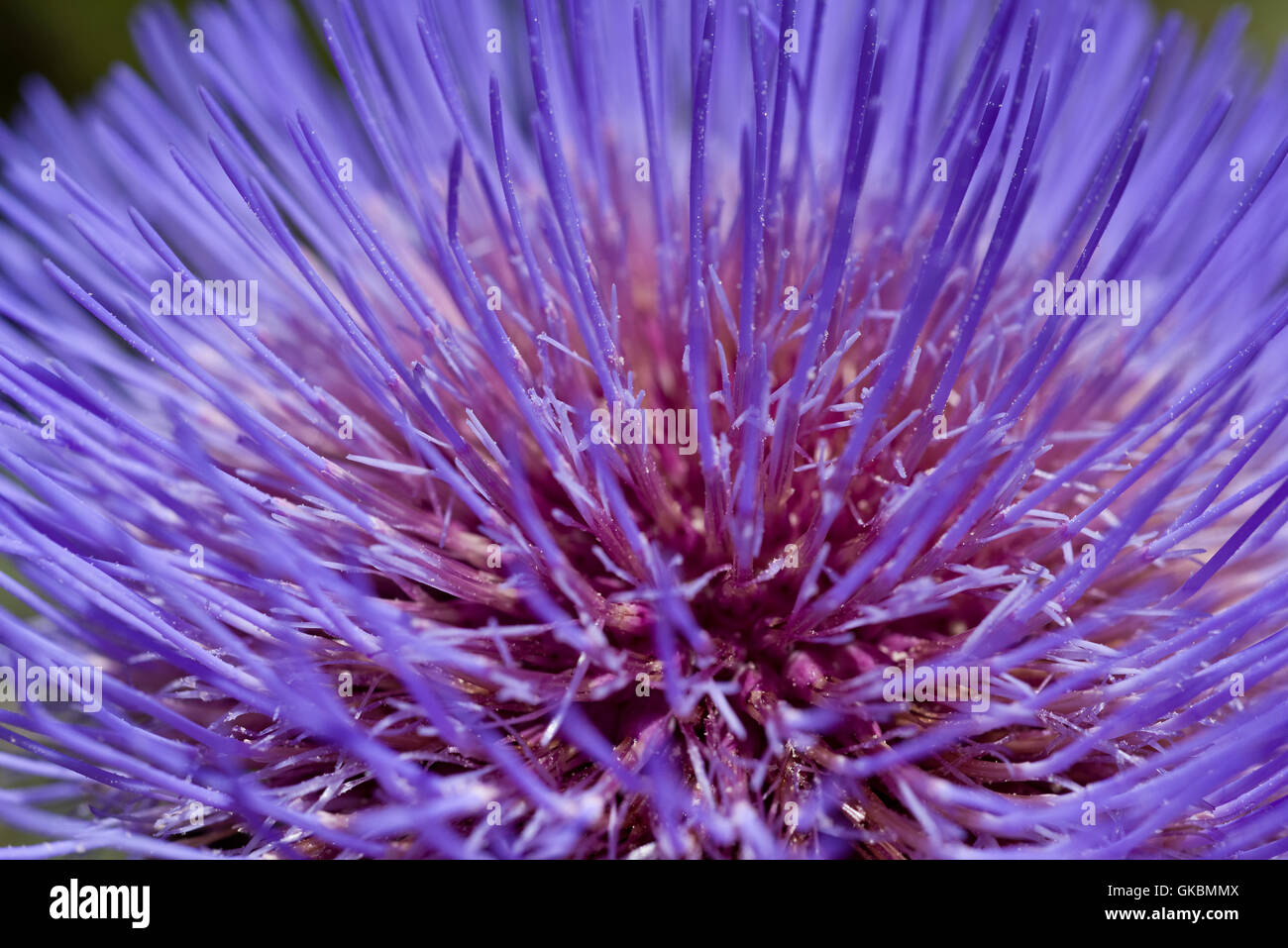 Close up viola thistle petali Foto Stock