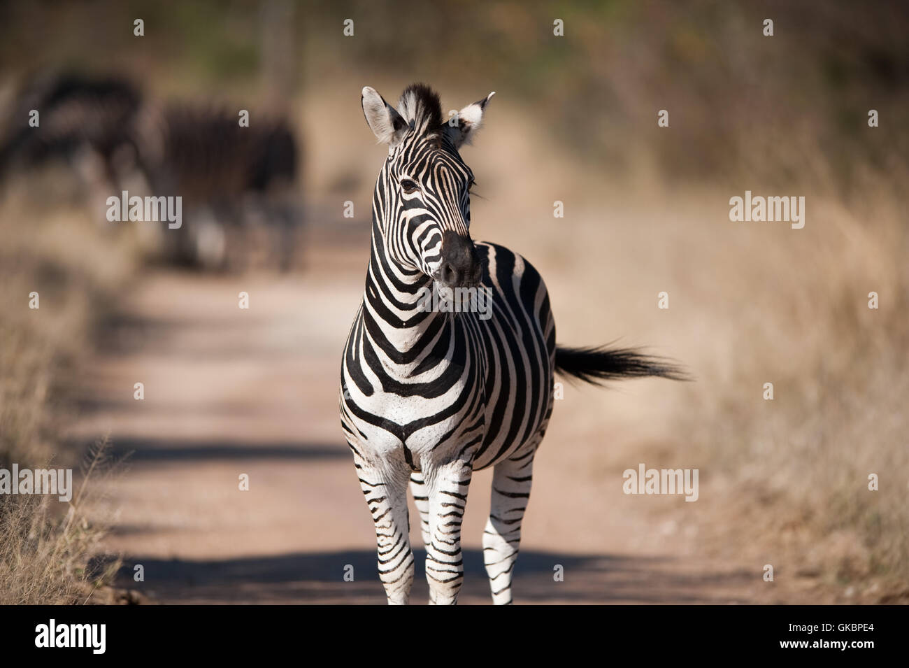 profilo a piedi andare Foto Stock