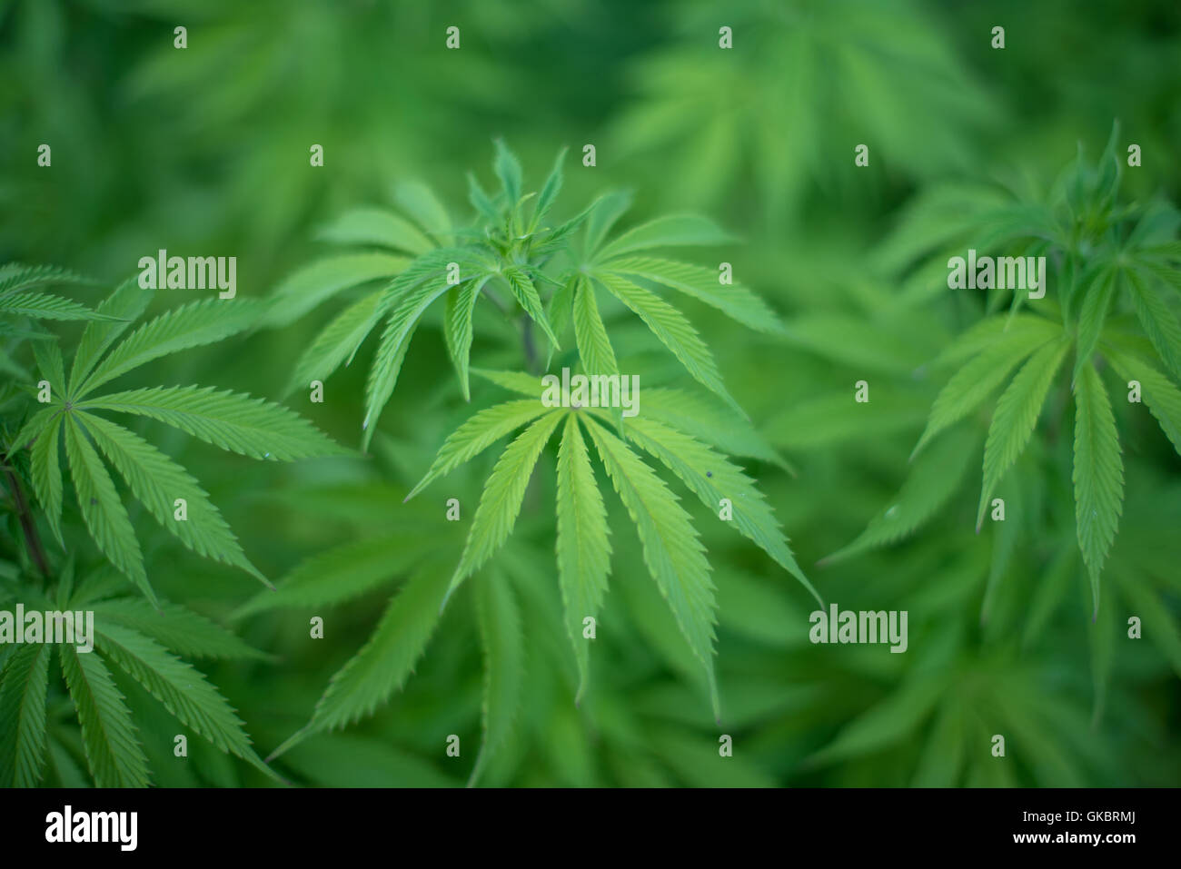 Colore verde brillante sano piante di marijuana cresce per scopi medici Foto Stock