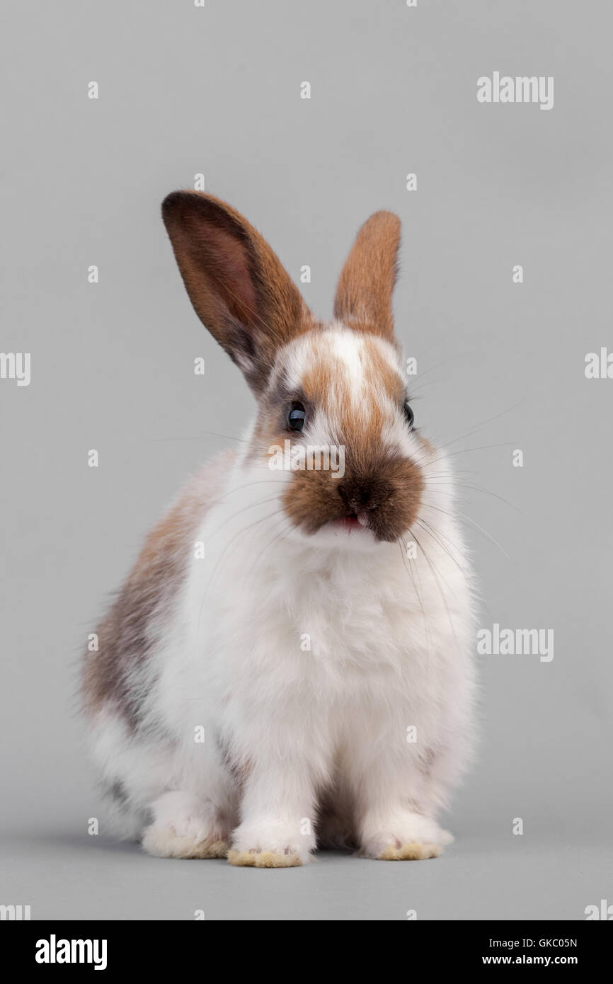 coniglio lepre Foto Stock