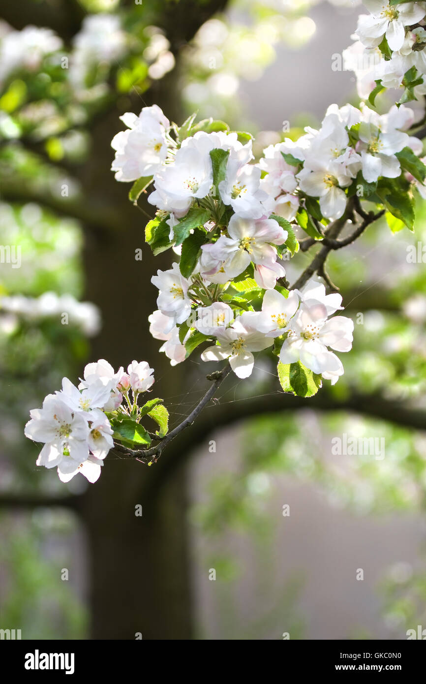 Fiore pianta primavera Foto Stock