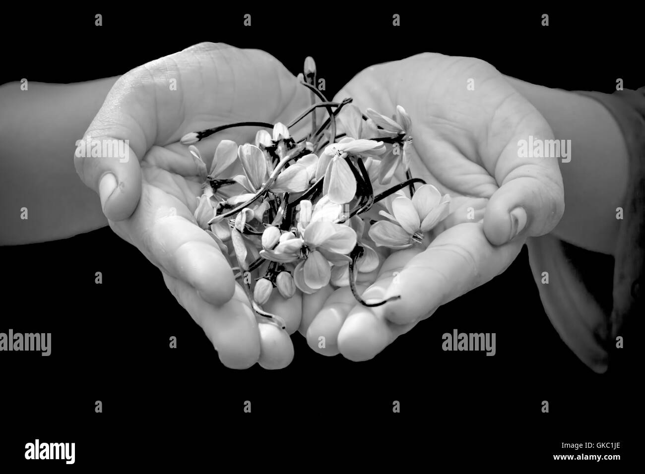 Salva gli alberi, salvare il pianeta. Foto Stock