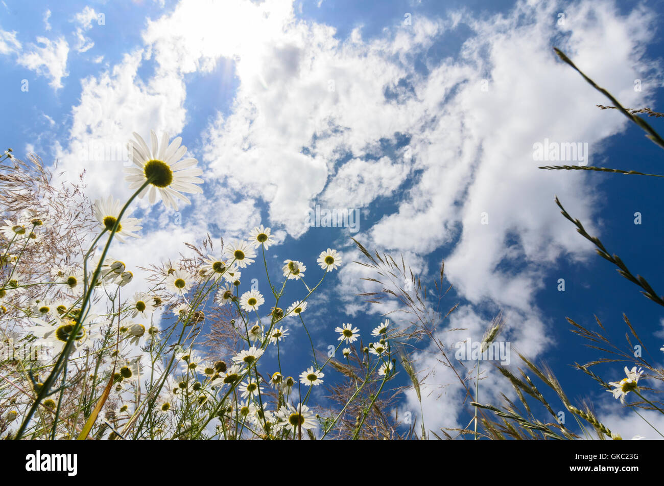 Lockenhaus: Sottili prati-Margerite (Leucanthemum vulgare), Austria, Burgenland, Foto Stock