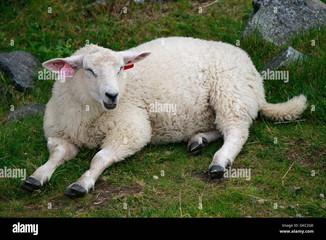 Impressionen: Schafe, Lofoten, Norwegen. Foto Stock