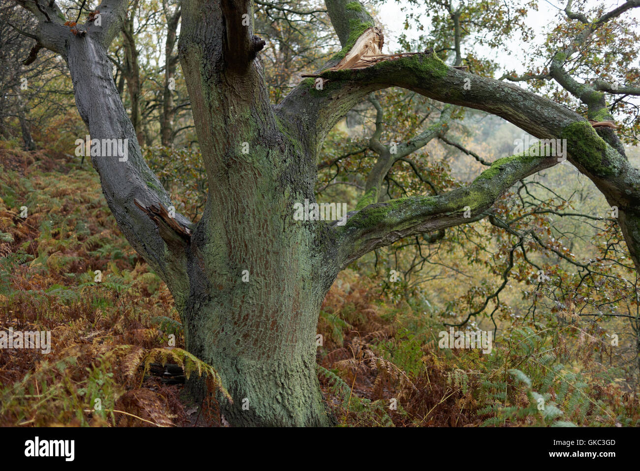 Paesaggio, composizione, alberi, acqua, Delamere Forest, Cheshire, Inghilterra, Regno Unito, Foto Stock