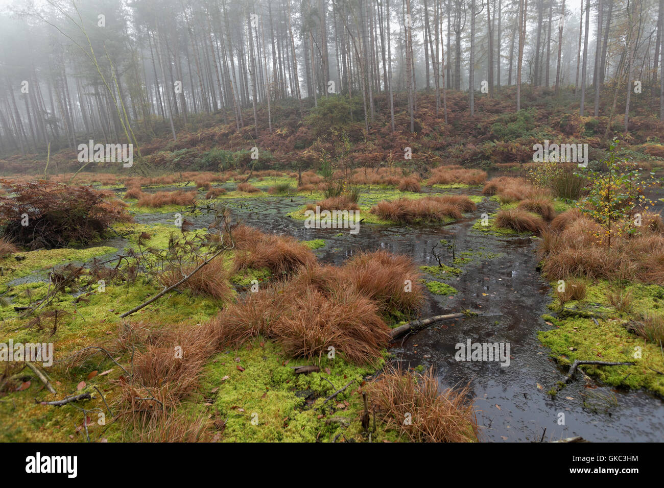 Paesaggio, composizione, alberi, acqua, Delamere Forest, Cheshire, Inghilterra, Regno Unito, Foto Stock