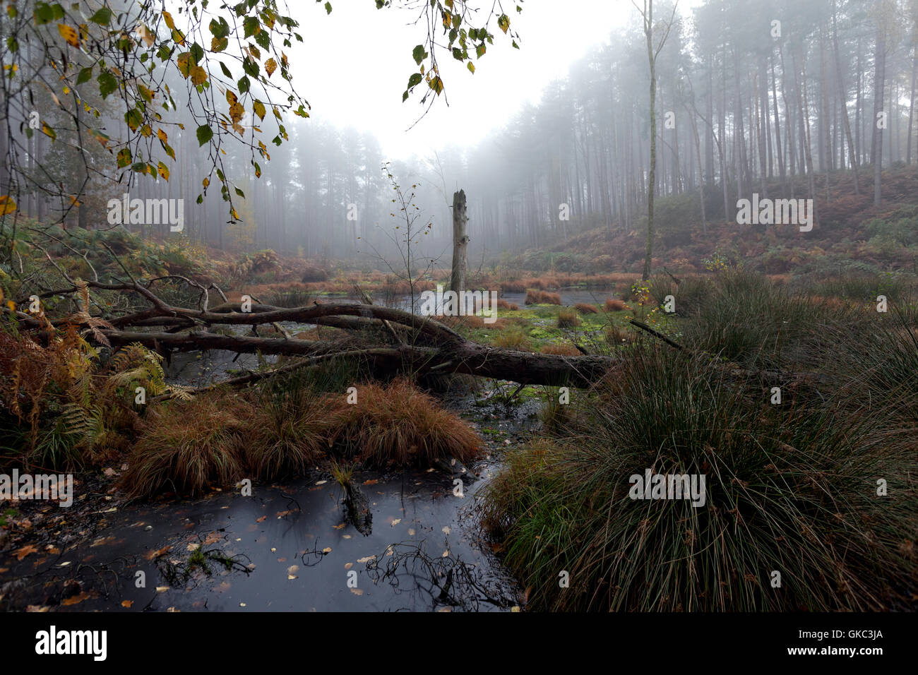 Paesaggio, composizione, alberi, acqua, Delamere Forest, Cheshire, Inghilterra, Regno Unito, Foto Stock