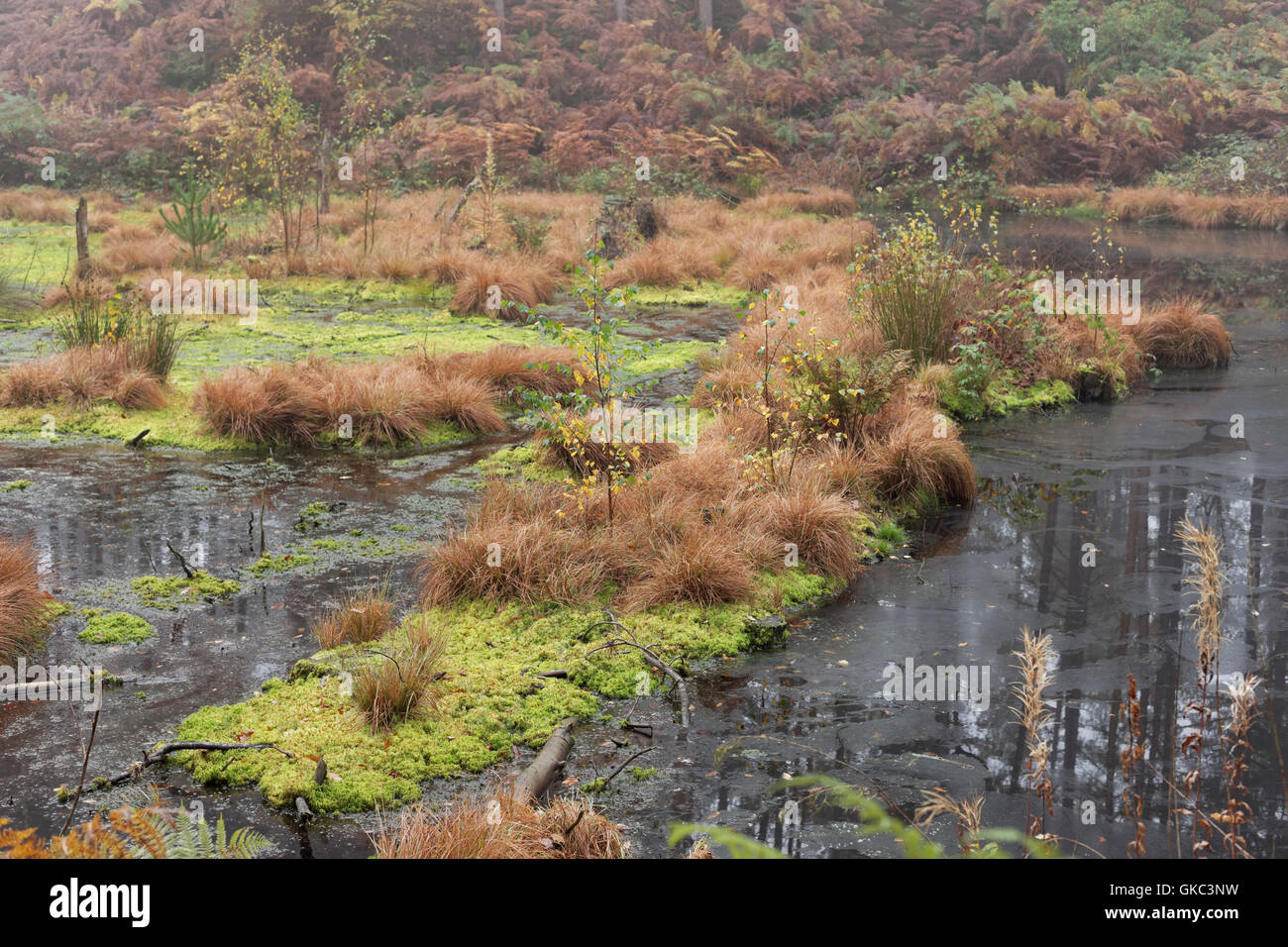Paesaggio, composizione, alberi, acqua, Delamere Forest, Cheshire, Inghilterra, Regno Unito, Foto Stock