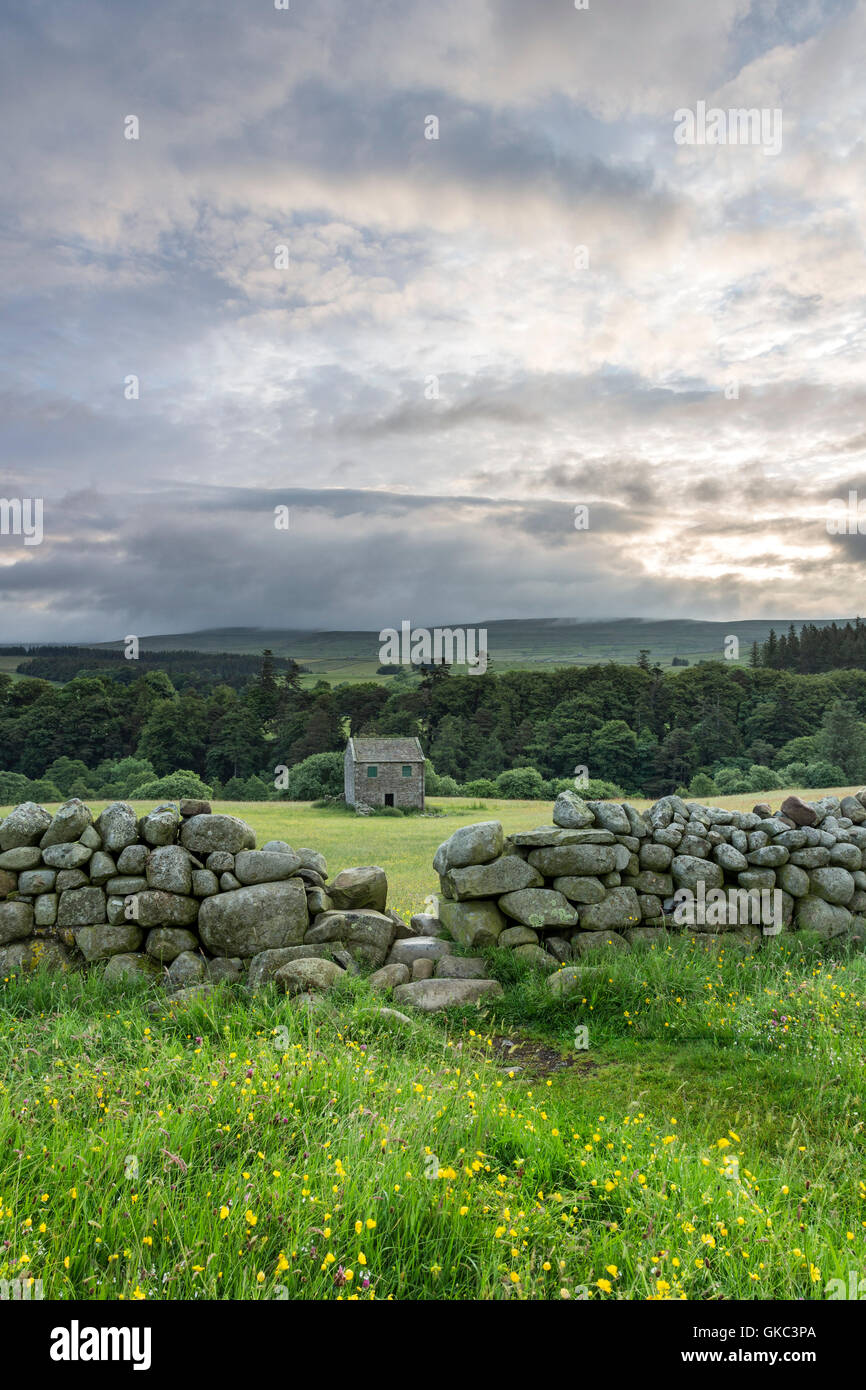 Tradizionale fiore selvatico fieno Prato e fienile, Holwick, Superiore Teesdale, County Durham, Regno Unito Foto Stock