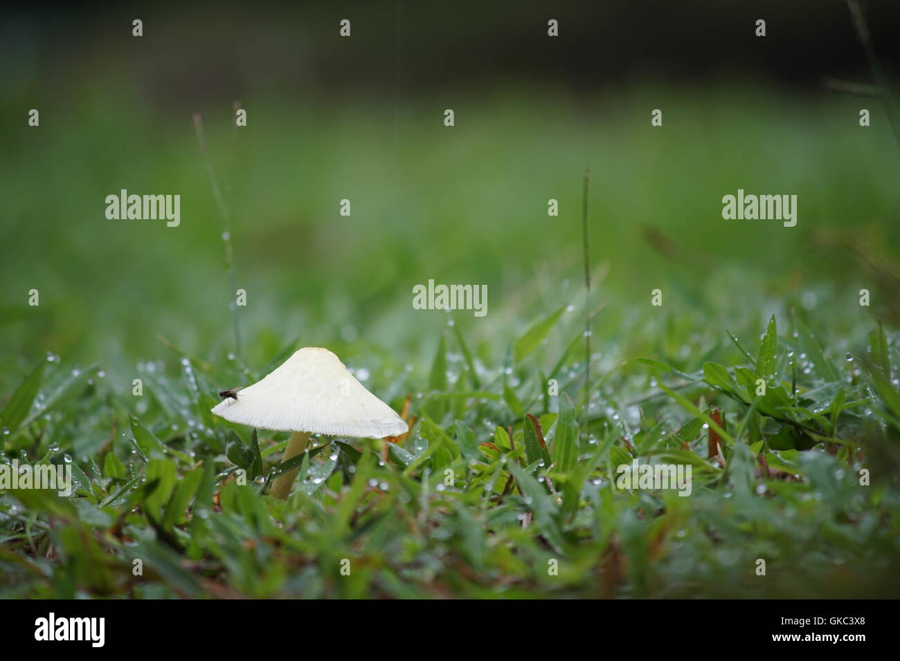 Un fungo selvaggio in una mattina fresca dopo una pioggia pesante lungo la notte. Una vista fresca da Kalimantan Est, Indonesia. Una delle isole più grandi del mondo Foto Stock