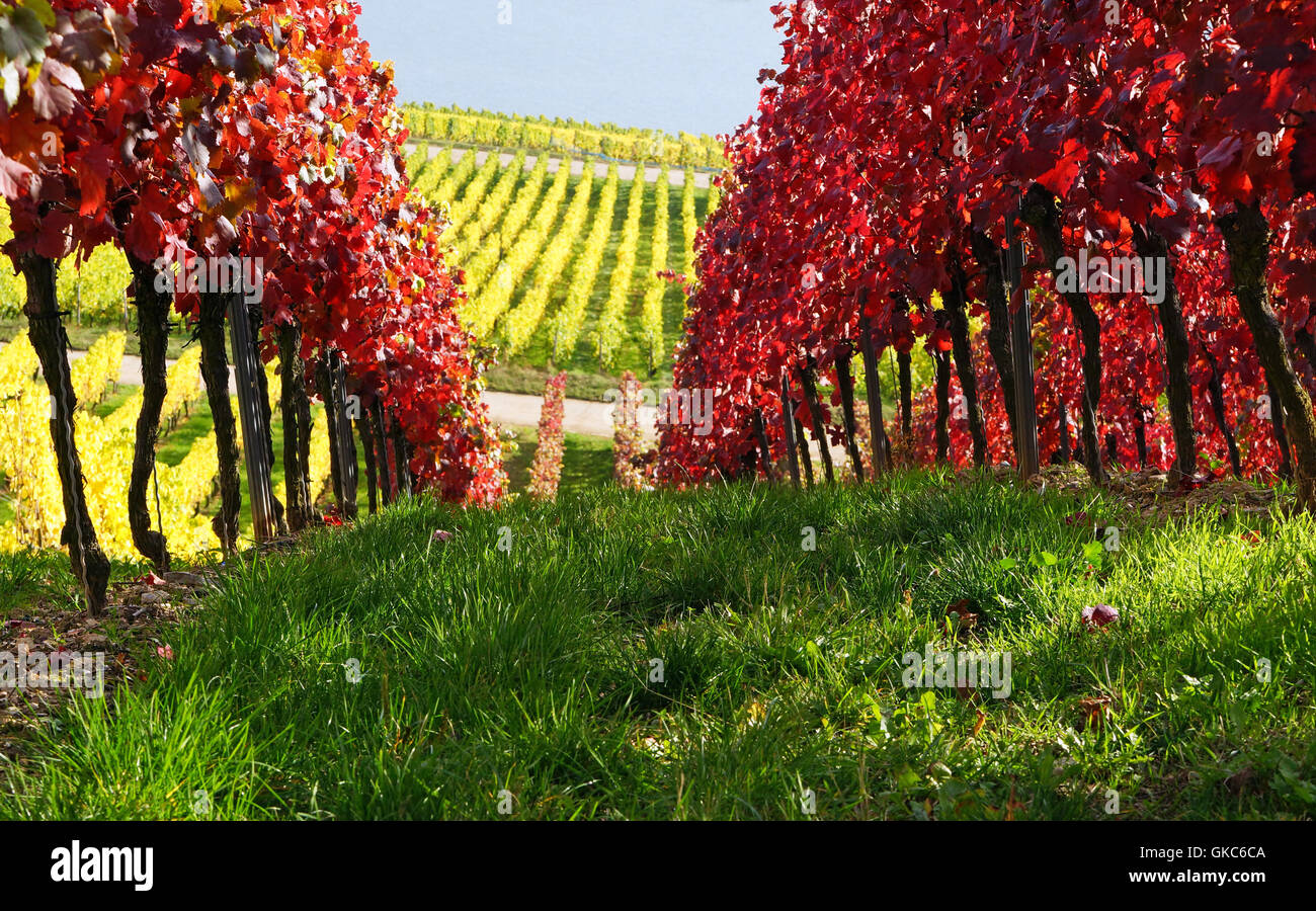 Autunno in vigna Foto Stock