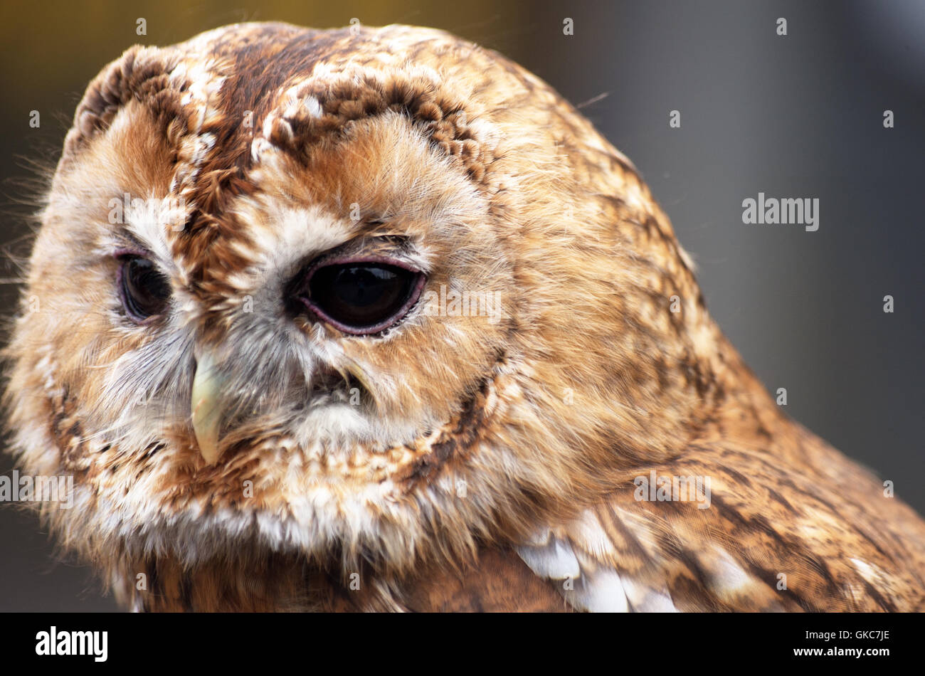 Allocco Strix aluco Foto Stock