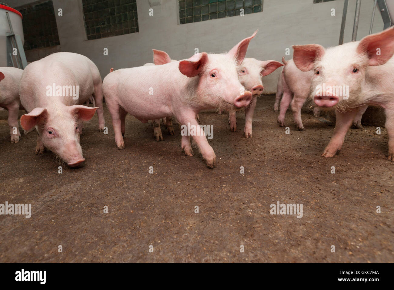 Industria animale industriale Foto Stock
