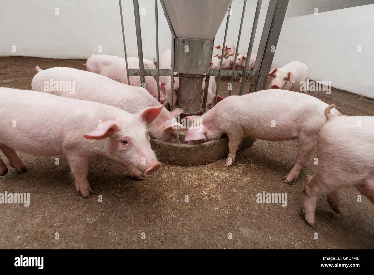 Industria animale industriale Foto Stock