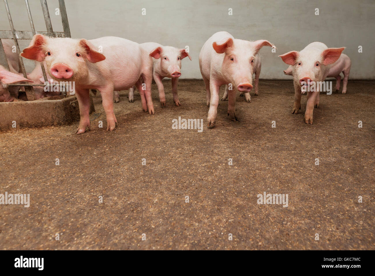 Industria animale industriale Foto Stock