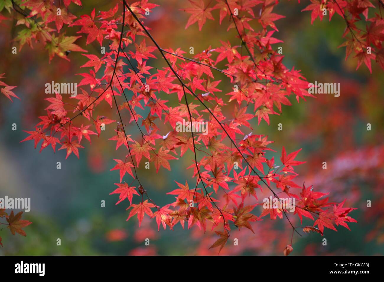 Foglie di rosa sul ramo in Chichibu, Giappone. (Kouyou significato foglie  rosse o significato momijigari autumn leaf visualizzazione in giapponese  Foto stock - Alamy