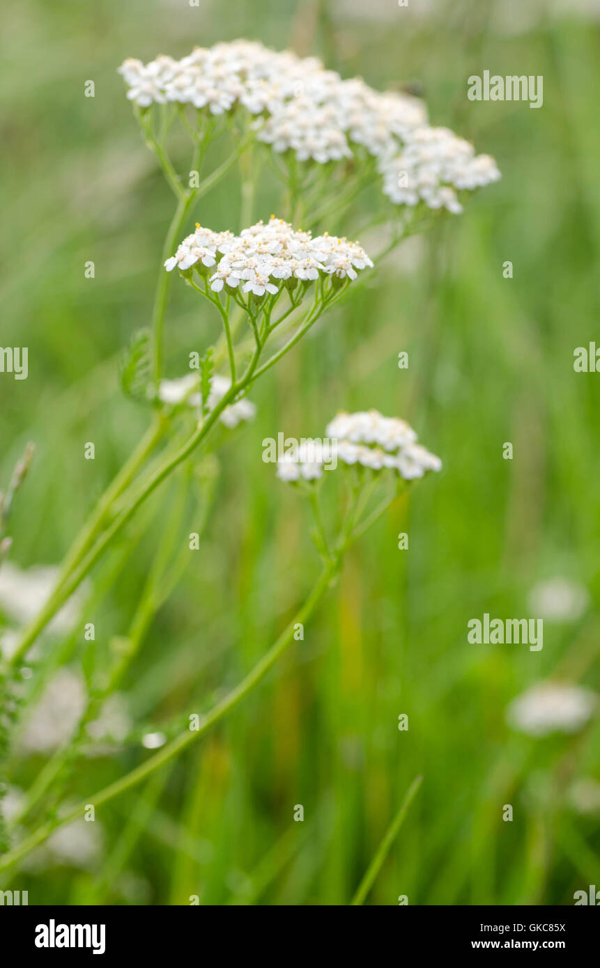 Primo piano a comuni achillea fiori alle erbe Foto Stock