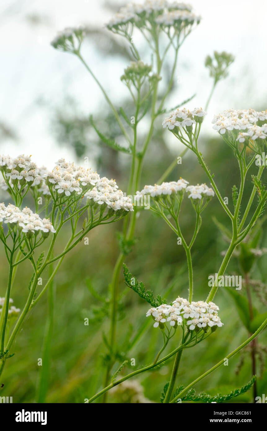 Primo piano a comuni achillea fiori alle erbe Foto Stock
