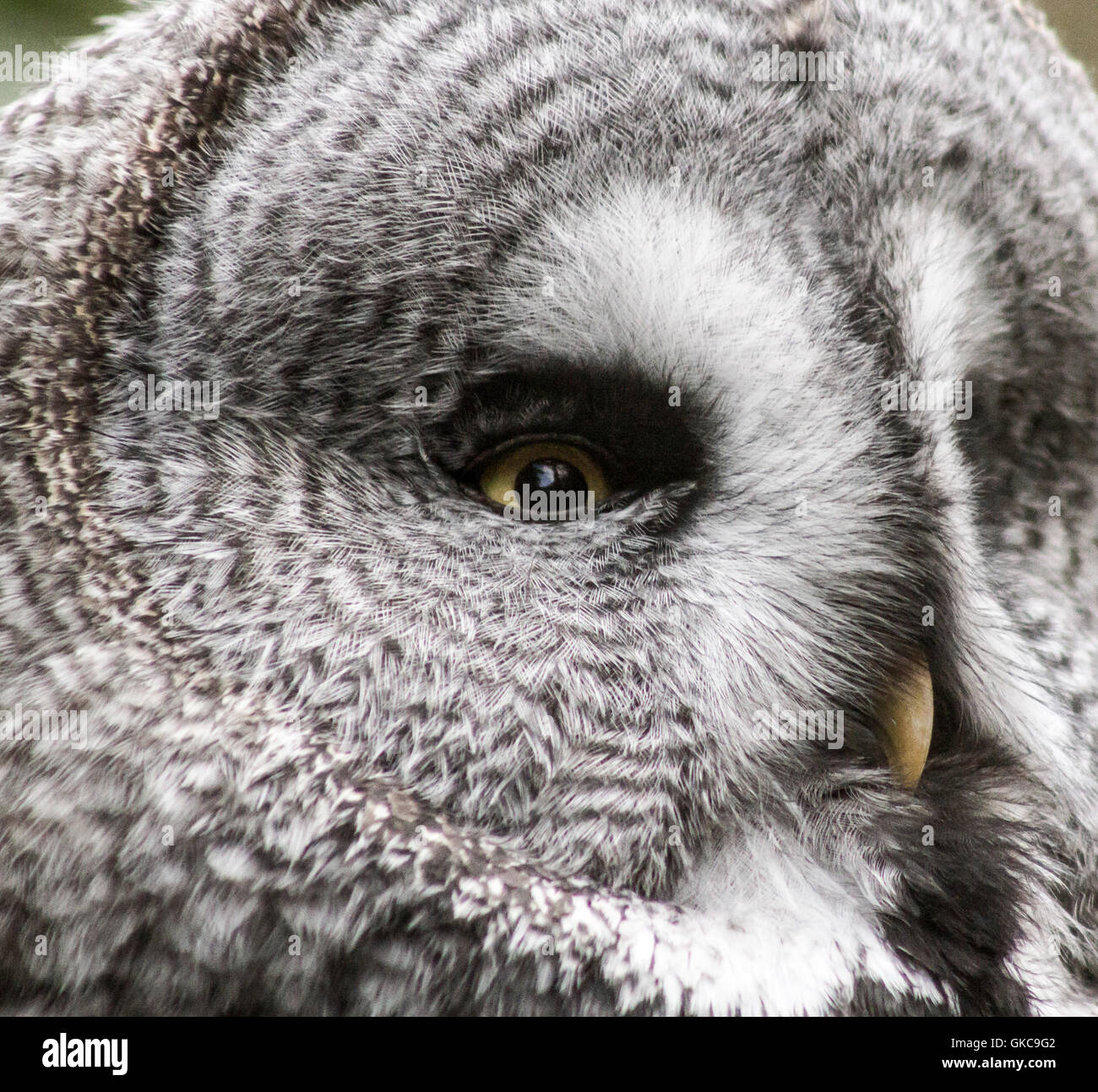 Grande Gufo grigio faccia. Foto Stock