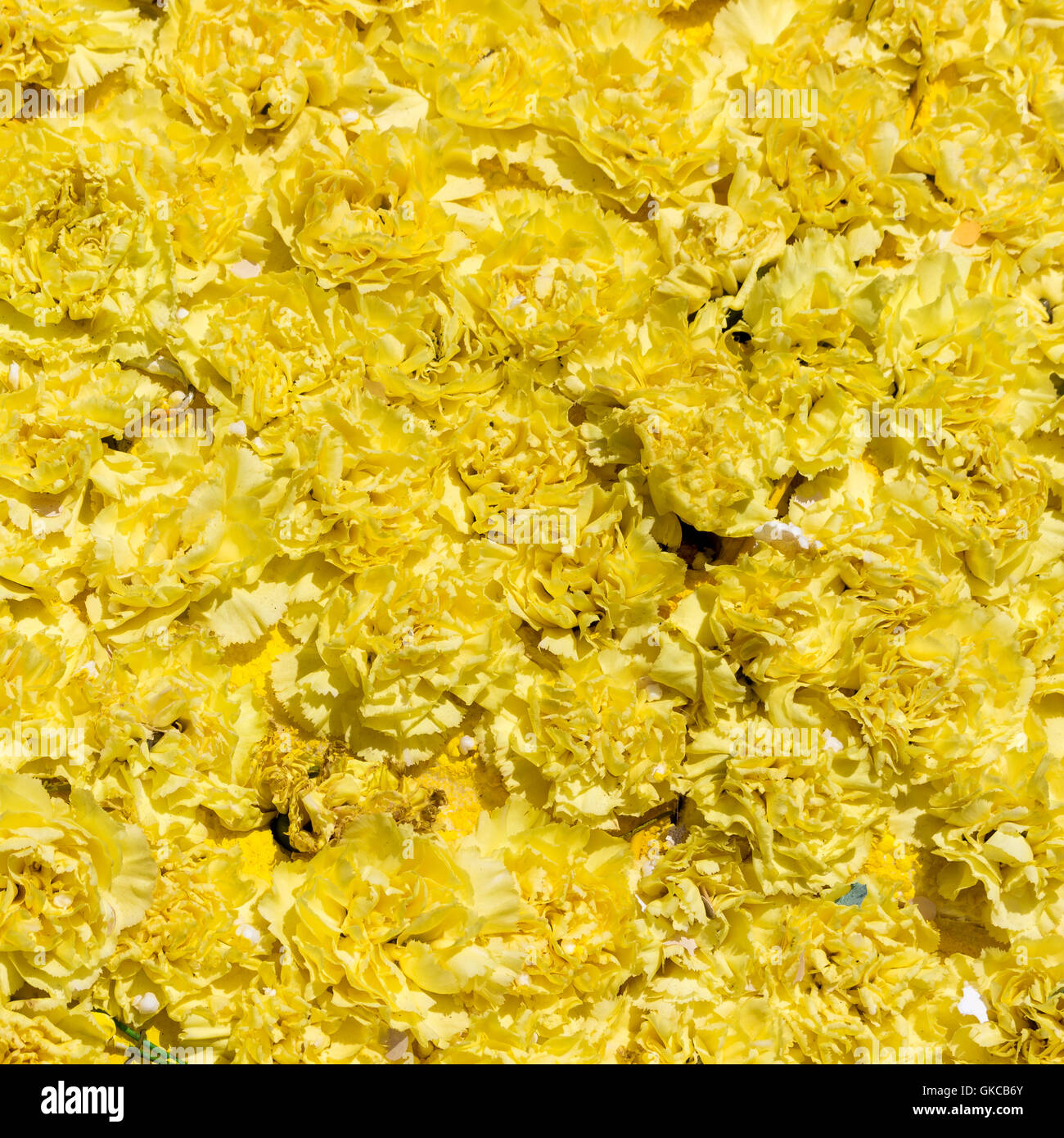 Bouquet di fiori gialli del garofano per utilizzare come sfondo della natura. Foto Stock