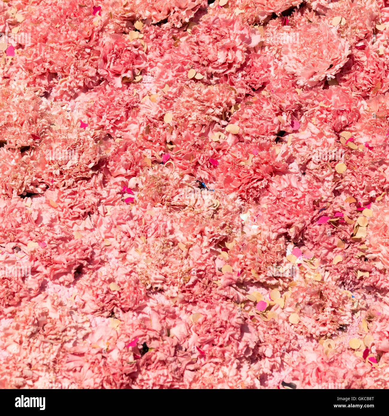 Bouquet di fiori di colore rosa del garofano per utilizzare come sfondo della natura. Foto Stock