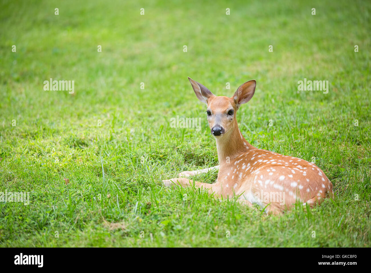 Deer Fawn riposa in un verde prato erboso Foto Stock