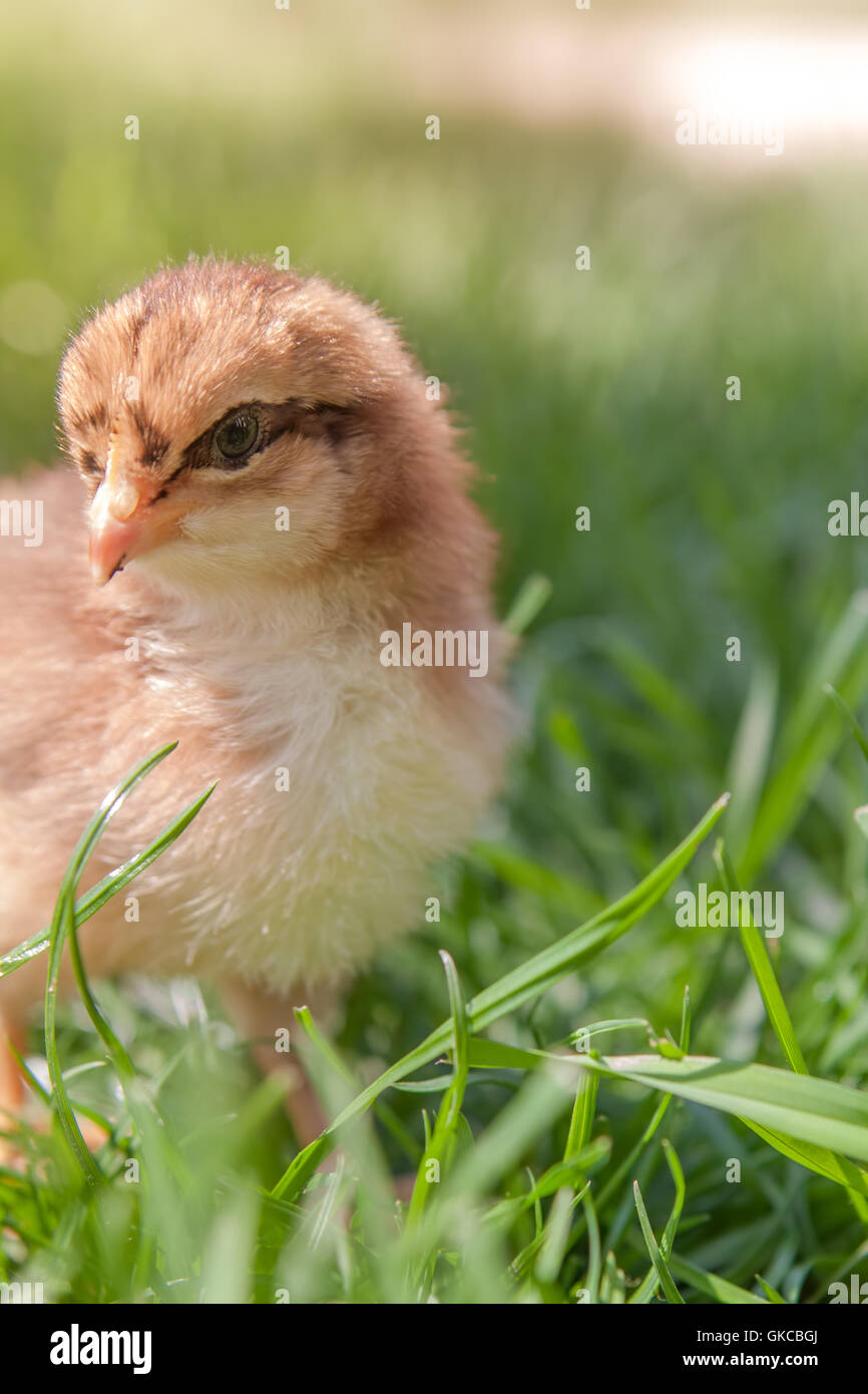 Un soffice nuovo chick si crogiola al sole in un campo erboso Foto Stock