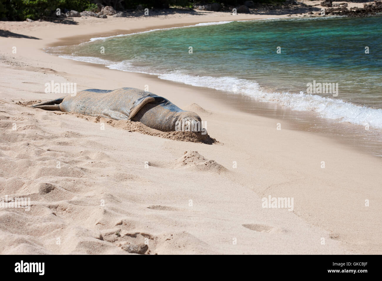 Una foca monaca dorme su una sabbiosa spiaggia hawaiana di Oahu Foto Stock