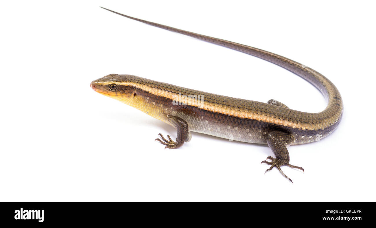 Iguana isolati su sfondo bianco. Foto Stock