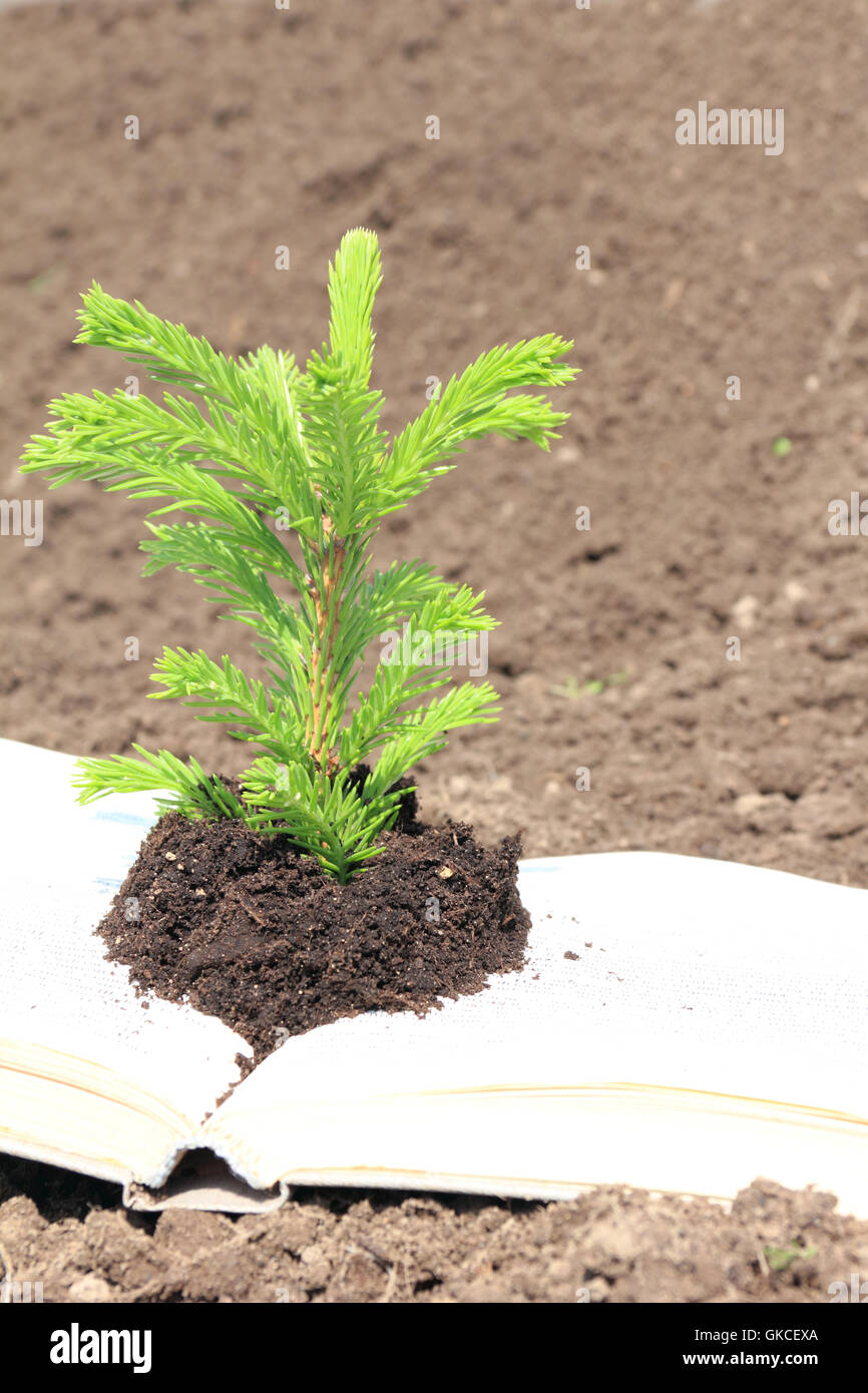 I germi della conoscenza Foto Stock