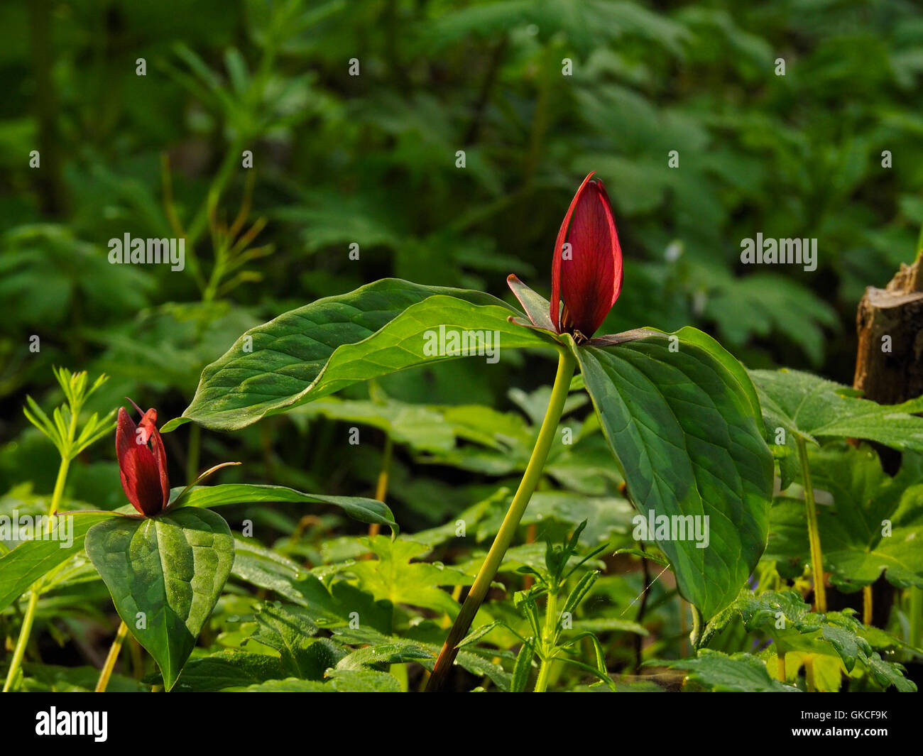 Red Trillium, dissipatore di Cedar Trail, dissipatore di cedro, il Parco nazionale di Mammoth Cave, Park City, Kentucky, Stati Uniti d'America Foto Stock