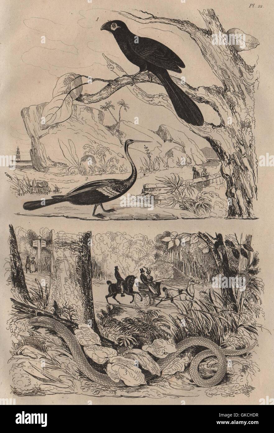 Animali: Anhinga (Snakebird). Anguis (Slow worm), antica stampa 1834 Foto Stock