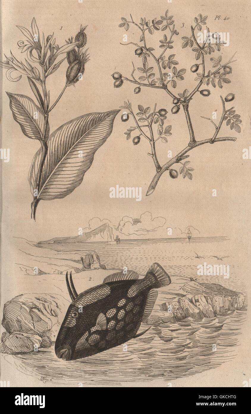 Balisier (Heliconia). La Balista (pagliaccio pesci balestra). Balsamo della Mecca, 1834 Foto Stock