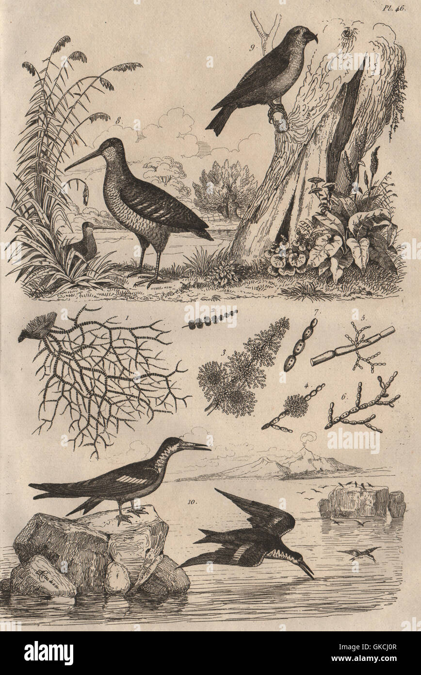 Batrachospermum alghe. Beccaccia. Red Crossbill. Nero, skimmer antica stampa 1834 Foto Stock