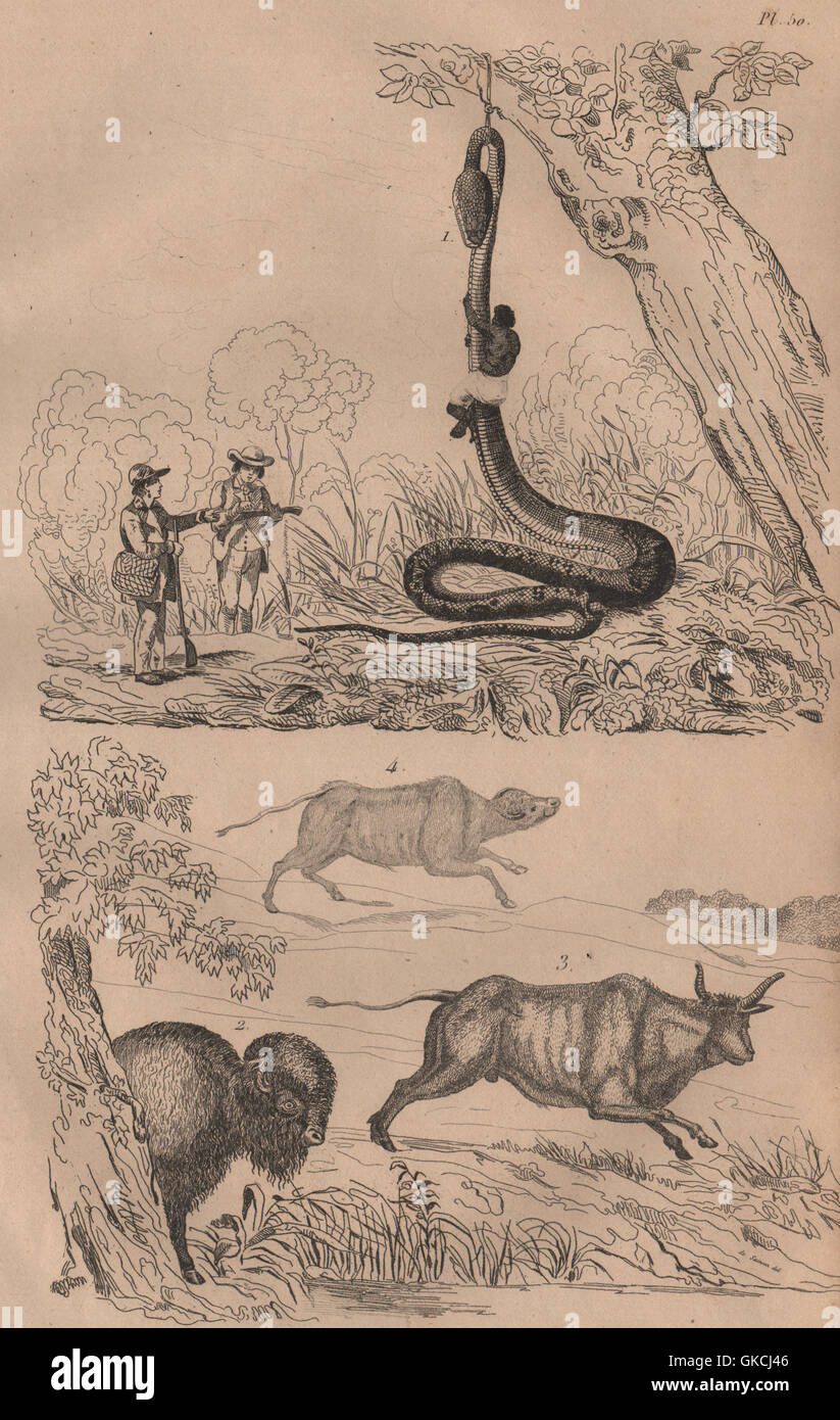 Animali: Catturando una Boa Constrictor. Il bisonte. Boeuf (OX). Buffle (Buffalo), 1834 Foto Stock