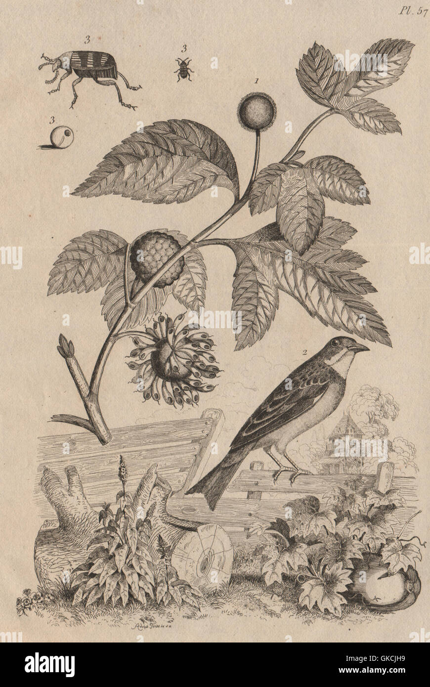 Broussonetia papyrifera (carta di gelso). Bunting. Bruchinae (fagiolo curculione), 1834 Foto Stock