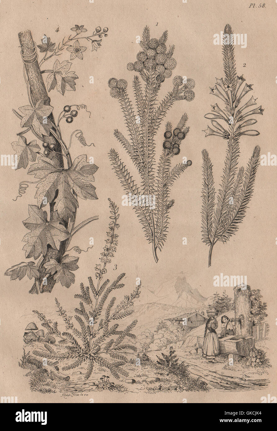 Piante: Brunie. Bruyeres (Erica). Bryonia (Bryony), antica stampa 1834 Foto Stock